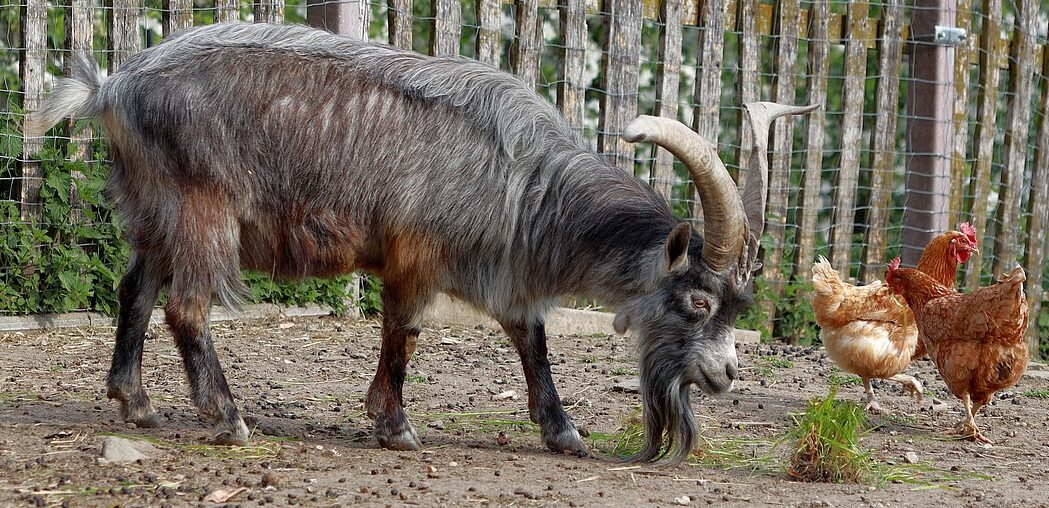 billy goat, domestic goat, horns, old breed, domestic animal, farm animal, goat horns, horned, ungulate, farm yard, chicken, gray mountain goat